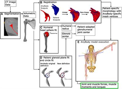 Effect of patient-specific scapular morphology on the glenohumeral joint force and shoulder muscle force equilibrium: a study of rotator cuff tear and osteoarthritis patients